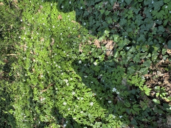 IMG_3676.jpeg